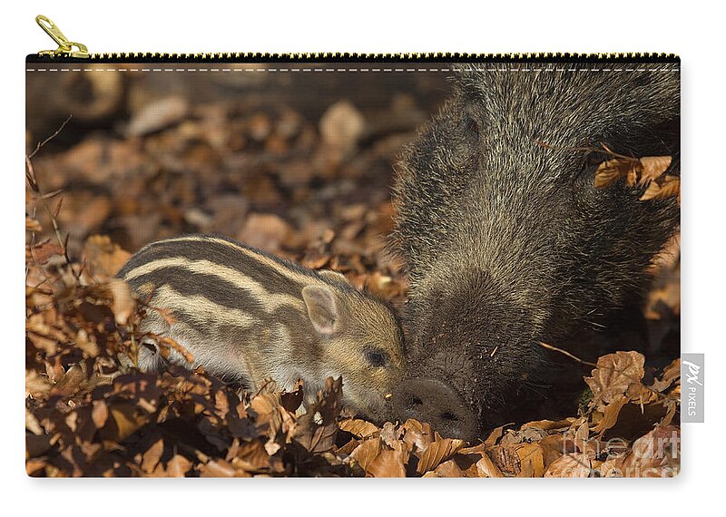 European Wild Boar Zip Pouch featuring the photograph Wild Boar And Piglet by Helmut Pieper