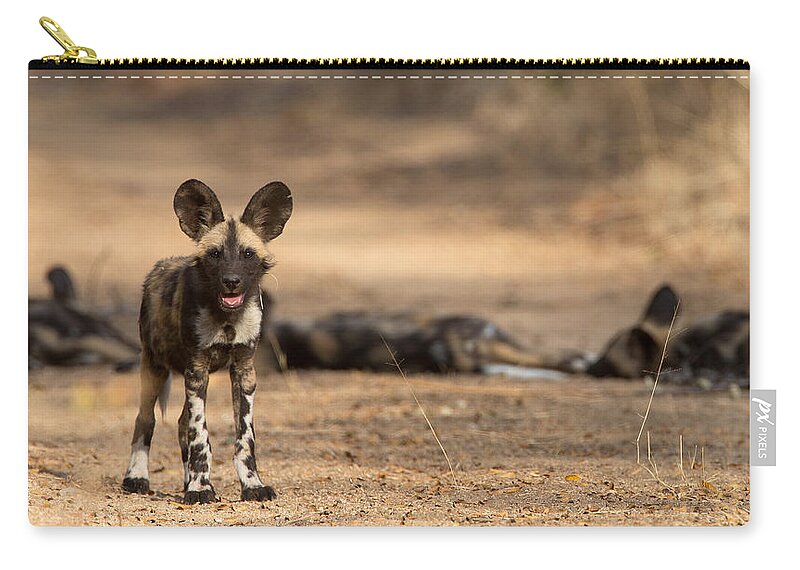 African Wild Dog Zip Pouch featuring the photograph Wild Dog Puppy by Max Waugh