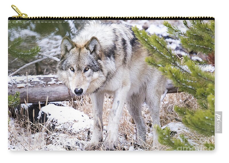 Grey Wolf Zip Pouch featuring the photograph Wild Grey Beauty by Deby Dixon
