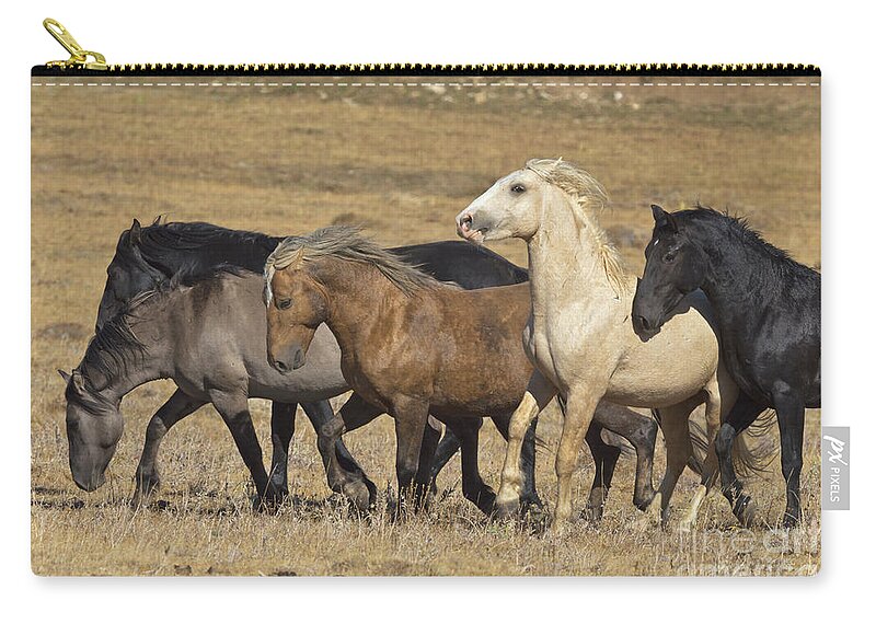 00537206 Zip Pouch featuring the photograph Wild Stallion Herd Pryor Mountain by Yva Momatiuk and John Eastcott