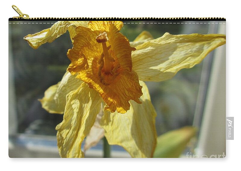 Daffodil Zip Pouch featuring the photograph Will You Still Love Me Tomorrow? by Martin Howard