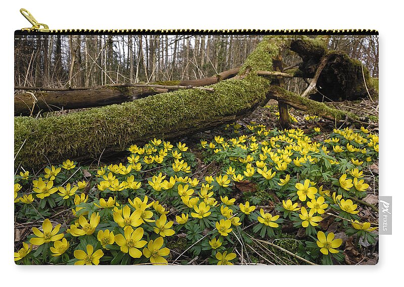 524915 Zip Pouch featuring the photograph Winter Aconite Flowers Switzerland by Thomas Marent