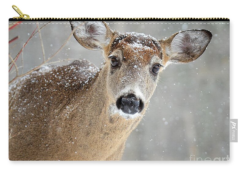 Deer Carry-all Pouch featuring the photograph Winter Buck by Amy Porter