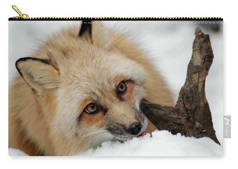 Fox Zip Pouch featuring the photograph Winter Fox 2 by Richard Bryce and Family