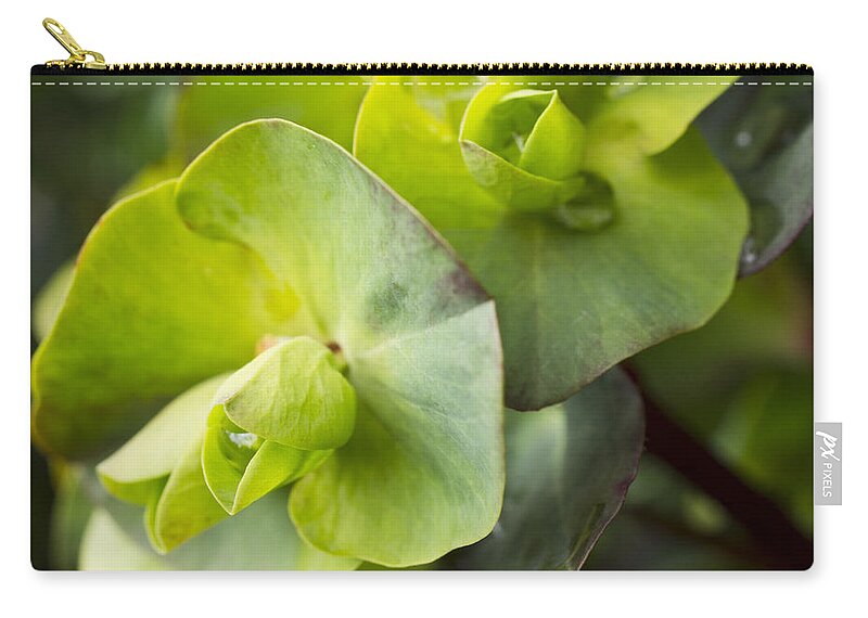 Euphorbia Zip Pouch featuring the photograph Euphorbia in Winter Green by Priya Ghose