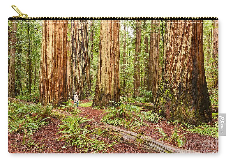 Redwoods Zip Pouch featuring the photograph Witness History - Massive giant redwoods Sequoia sempervirens in Redwood National Park. by Jamie Pham