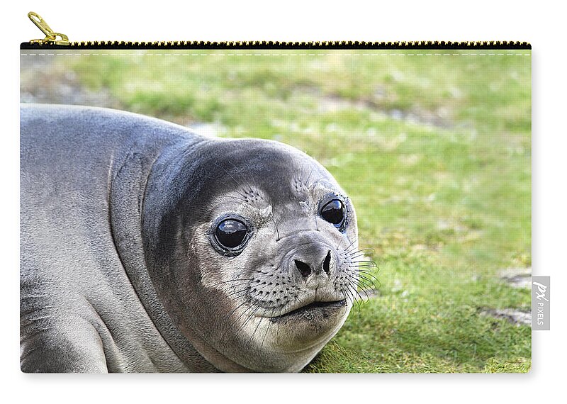 Southern Elephant Seal Zip Pouch featuring the photograph Woeful Weaner by Ginny Barklow