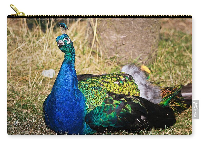 Peacock Zip Pouch featuring the photograph Wondering male peacock by Eti Reid