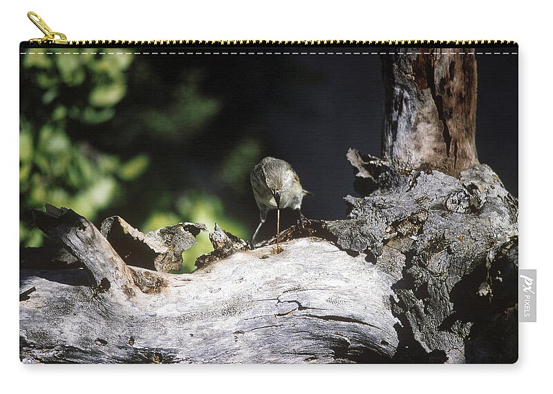 Animal Zip Pouch featuring the photograph Woodpecker Finch Using A Twig by Miguel Castro