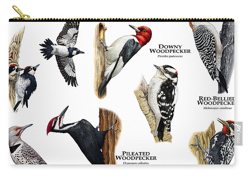 Acorn Woodpecker Zip Pouch featuring the photograph Woodpecker Of North America by Roger Hall