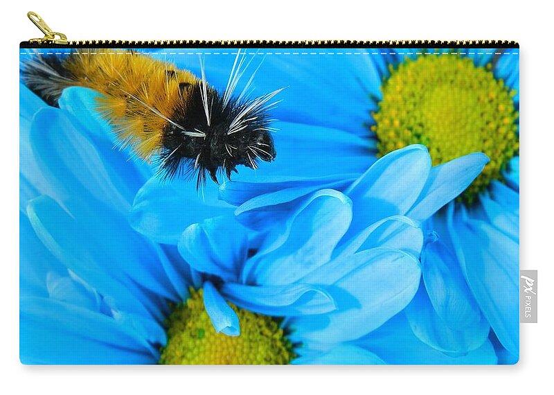 Oregon Zip Pouch featuring the photograph Woolly Bear on Blue Daisies by Gallery Of Hope 