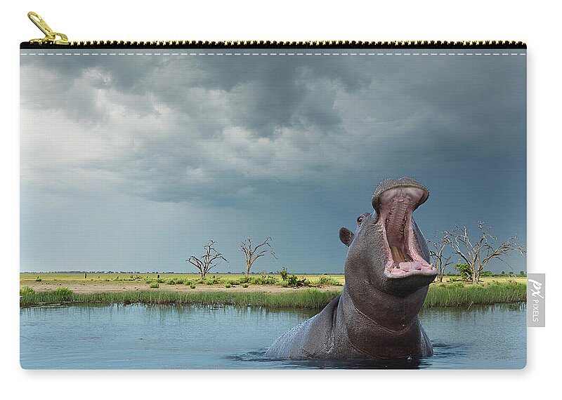 Botswana Zip Pouch featuring the photograph Yawning Hippo Hippoptamus Amphibius by Buena Vista Images