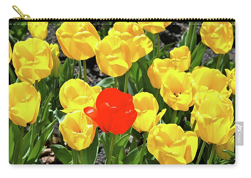 Tulips Zip Pouch featuring the photograph Yellow and One Red Tulip by Ed Riche