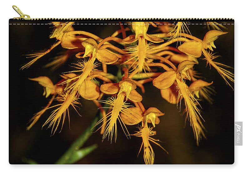 Yellow Fringed Orchid Zip Pouch featuring the photograph Yellow Fringed Orchid by Barbara Bowen