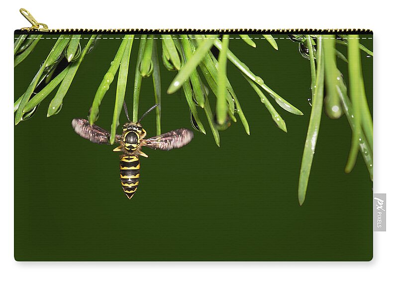 Yellow Jacket At Pine Needles With Raindrops Zip Pouch featuring the photograph Yellow Jacket At Pine Needles With Raindrops by Daniel Reed