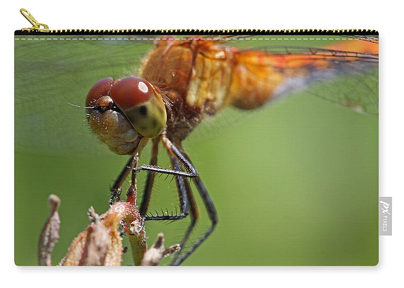 Dragonfly Zip Pouch featuring the photograph Yellow-Legged Meadowhawk Dragonfly by Juergen Roth