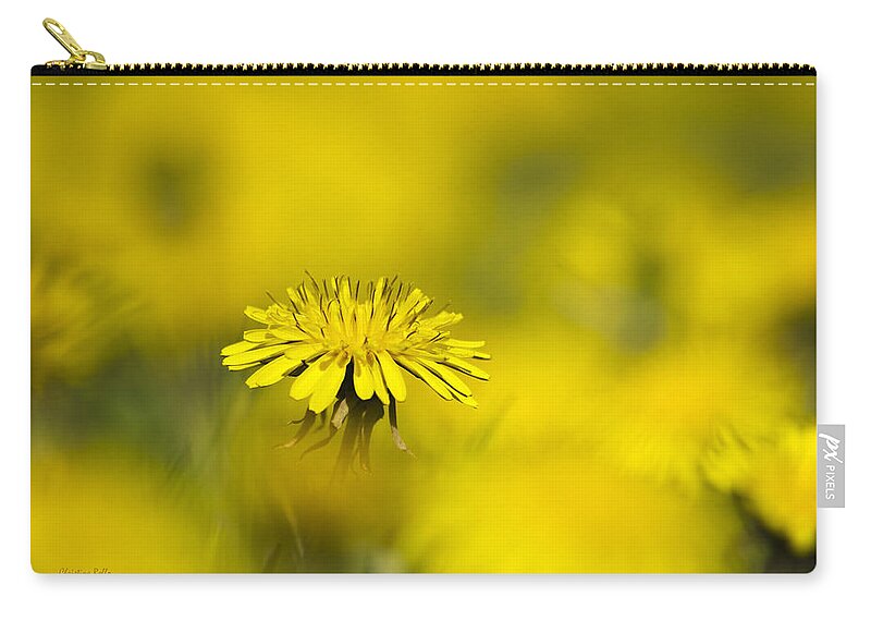 Flowers Zip Pouch featuring the photograph Yellow on Yellow Dandelion by Christina Rollo
