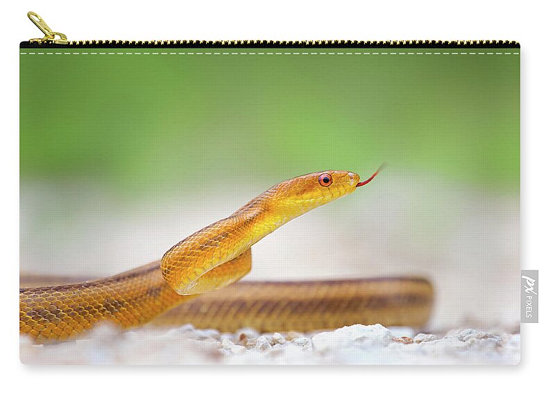Animal Themes Zip Pouch featuring the photograph Yellow Rat Snake by Kristian Bell