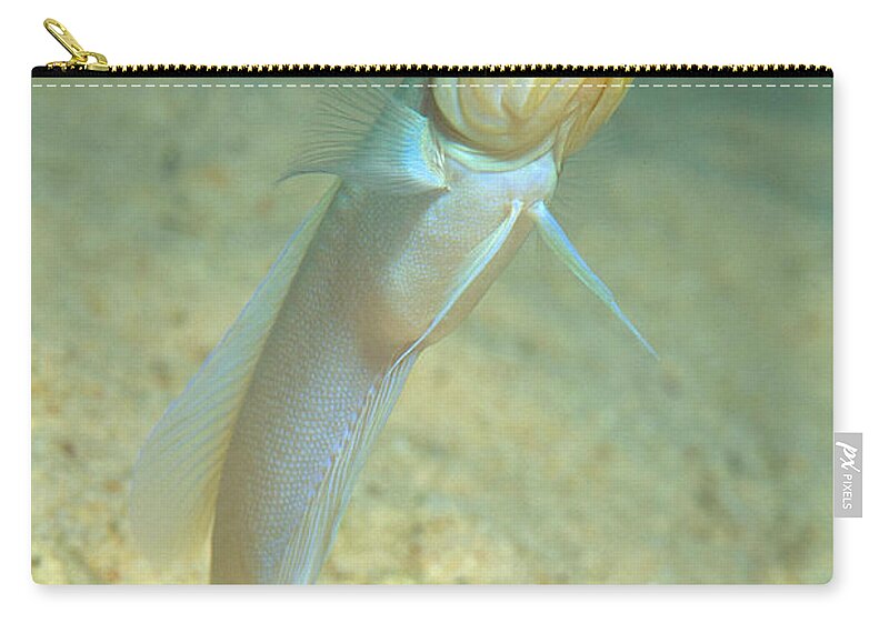 Yellowhead Jawfish Carry-all Pouch featuring the photograph Yellowhead Jawfish by Andrew J. Martinez