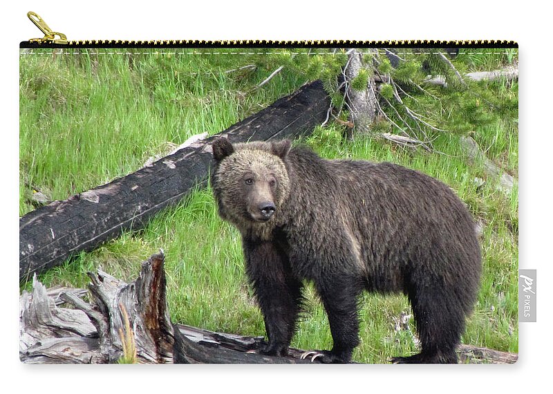 Bear Zip Pouch featuring the photograph Yellowstone Grizzlies 2 by George Jones