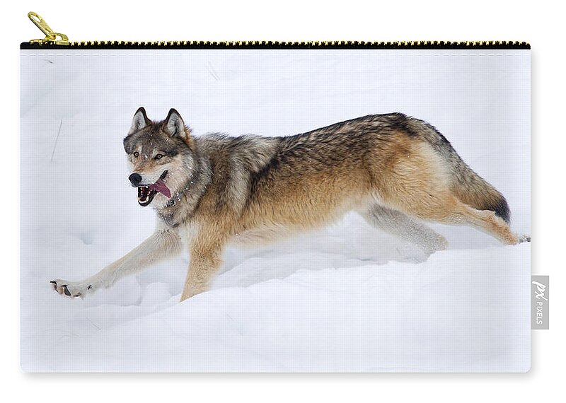 Yellowstone National Park Zip Pouch featuring the photograph Yellowstone Wolf Big Brown by Max Waugh