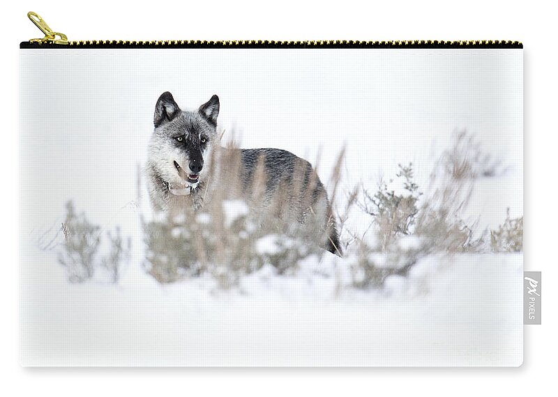 Gray Wolf Zip Pouch featuring the photograph Yellowstone Wolf by Deby Dixon