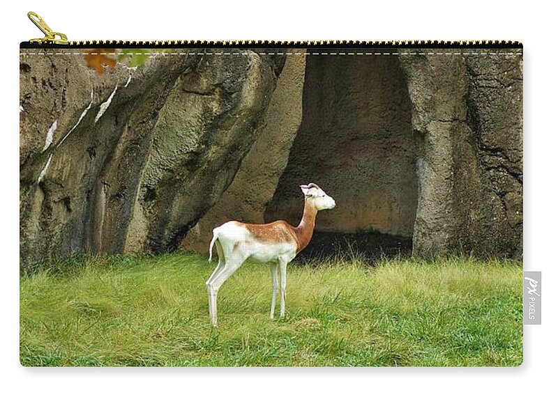 Addra Gazelle Zip Pouch featuring the photograph Young Addra Gazelle by Jean Goodwin Brooks