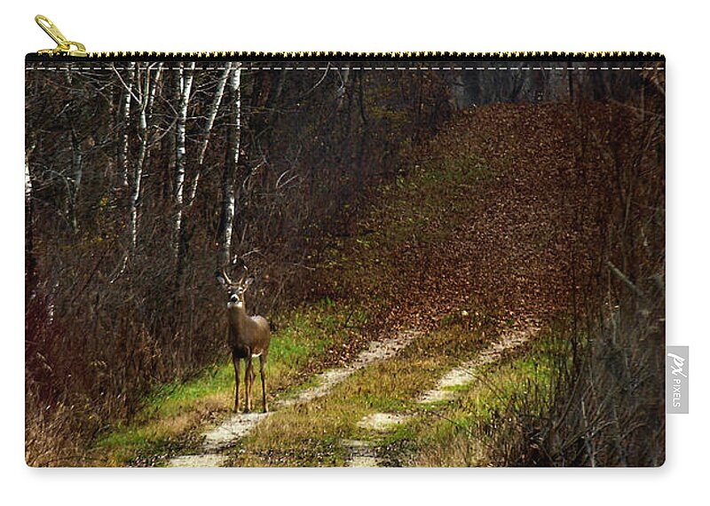 Whitetail Deer Zip Pouch featuring the photograph Young Buck and Autumn by Thomas Young