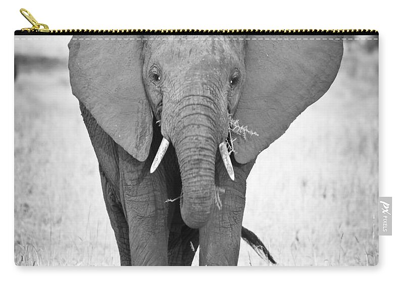 3scape Photos Zip Pouch featuring the photograph Young Bull Elephant by Adam Romanowicz