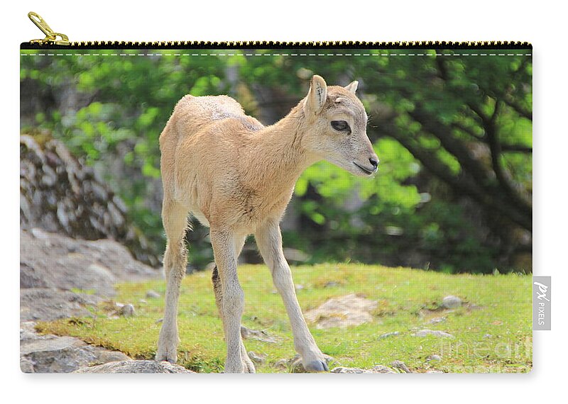 Animal Carry-all Pouch featuring the photograph Young Goat by Amanda Mohler