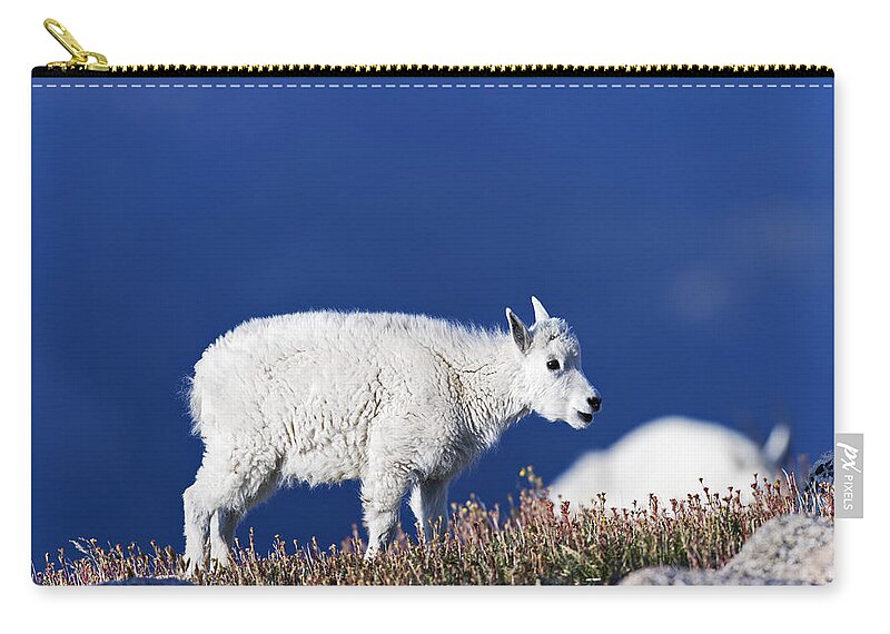 Young Zip Pouch featuring the photograph Young Mountain Goat by Gary Langley