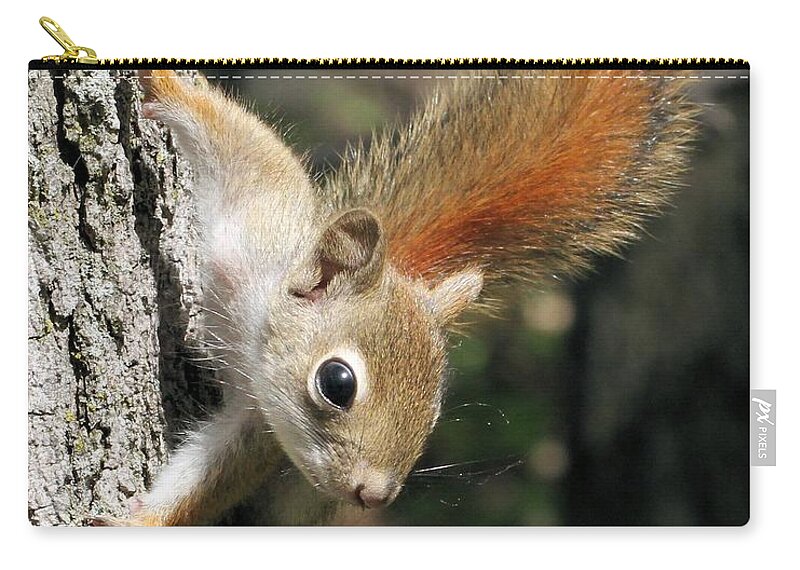 Red Squirrel Zip Pouch featuring the photograph Young Red Squirrel by Doris Potter
