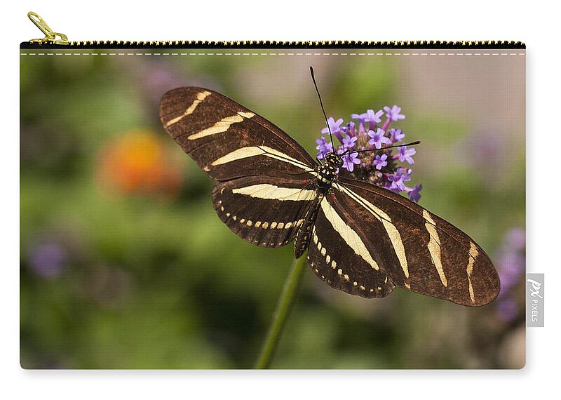 3scape Photos Zip Pouch featuring the photograph Zebra Longwing Butterfly by Adam Romanowicz