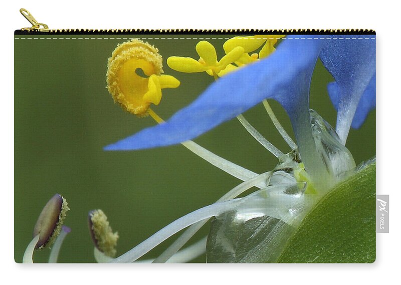 Slender Dayflower Zip Pouch featuring the photograph Close View Of Slender Dayflower Flower With Dew by Daniel Reed