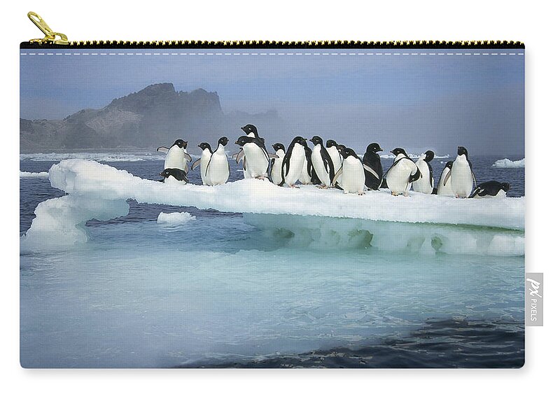 Mp Zip Pouch featuring the photograph Adelie Penguin Pygoscelis Adeliae Group #1 by Tui De Roy