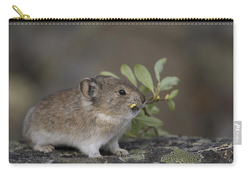 Mp Zip Pouch featuring the photograph American Pika Ochotona Princeps by Michael Quinton