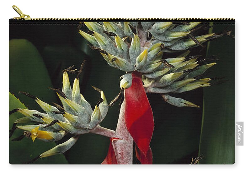00750656 Zip Pouch featuring the photograph Atlantic Forest Bromeliad Brazil #2 by Mark Moffett