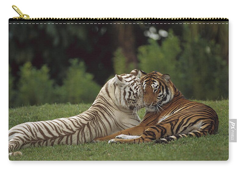 Mp Zip Pouch featuring the photograph Bengal Tiger Panthera Tigris Tigris #1 by Konrad Wothe