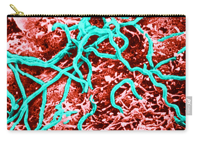 Micrograph Zip Pouch featuring the photograph Borrelia Burgdorferi #1 by Science Source