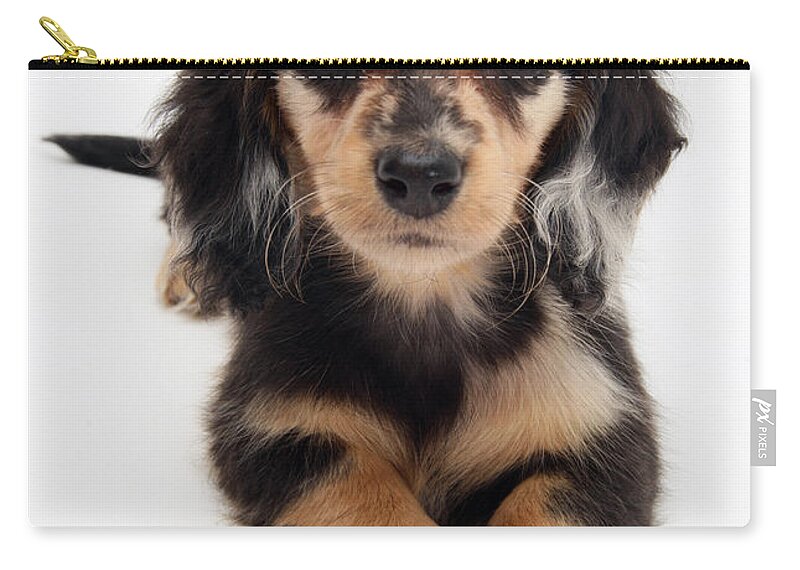 Dachshund Carry-all Pouch featuring the photograph Dachshund Pup by Jane Burton