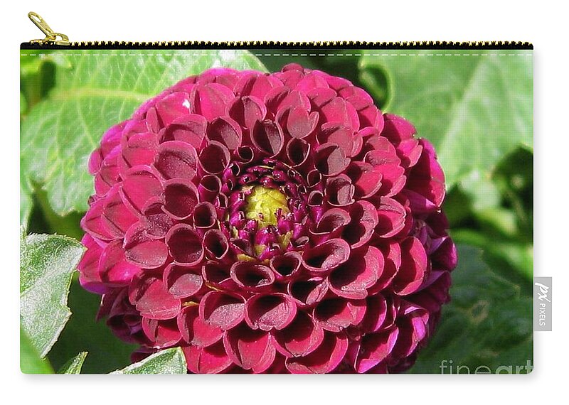 Dahlia Zip Pouch featuring the photograph Dahlia named Pride of Place #1 by J McCombie
