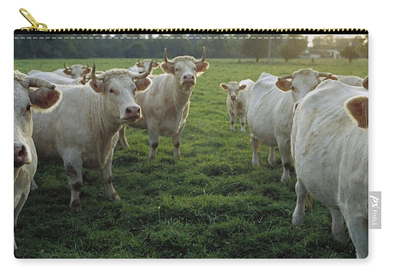 Mp Zip Pouch featuring the photograph Domestic Cattle Bos Taurus Charolais #1 by Cyril Ruoso
