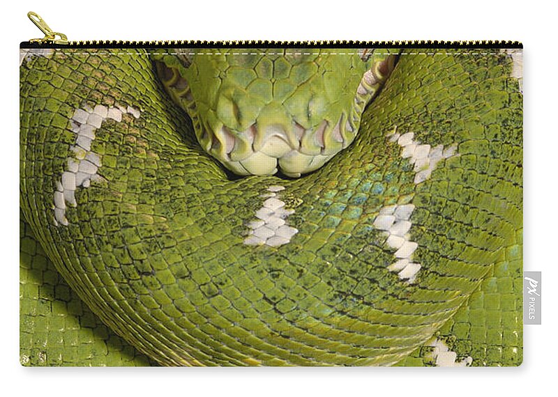 Mp Zip Pouch featuring the photograph Emerald Tree Boa Corallus Caninus #1 by Pete Oxford
