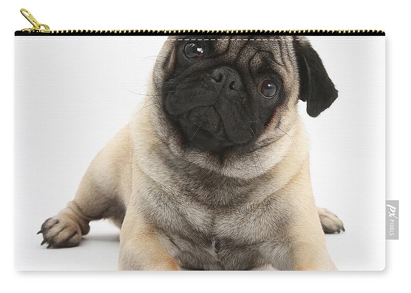 Dog Zip Pouch featuring the photograph Fawn Pug #1 by Mark Taylor