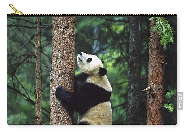 Mp Zip Pouch featuring the photograph Giant Panda Ailuropoda Melanoleuca #1 by Cyril Ruoso