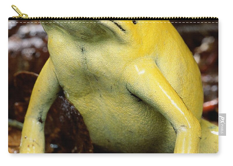Mp Zip Pouch featuring the photograph Golden Poison Dart Frog Phyllobates #1 by Mark Moffett