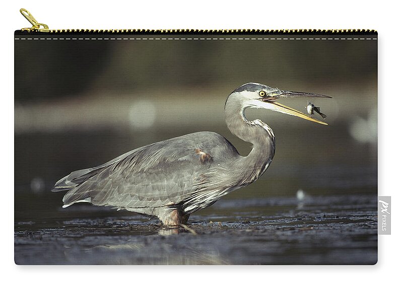 00171659 Zip Pouch featuring the photograph Great Blue Heron With Captured Fish #1 by Tim Fitzharris