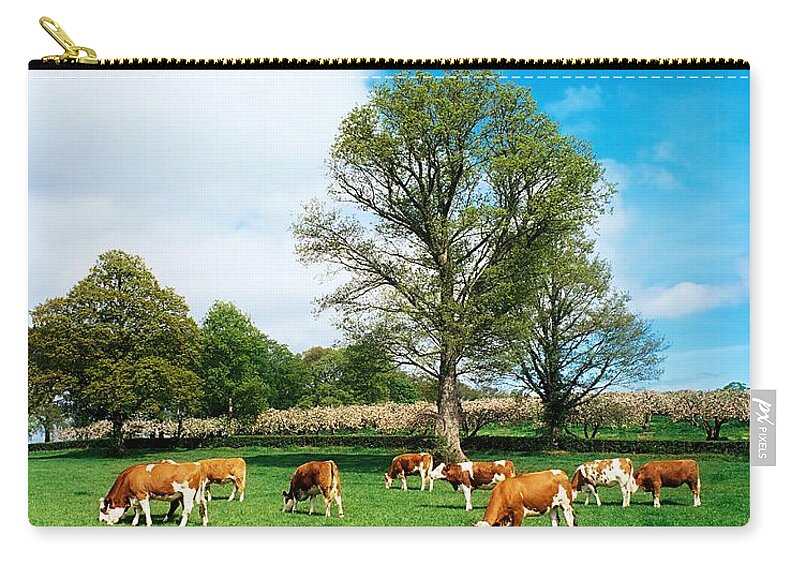 Bullock Zip Pouch featuring the photograph Hereford Bullocks #1 by The Irish Image Collection 
