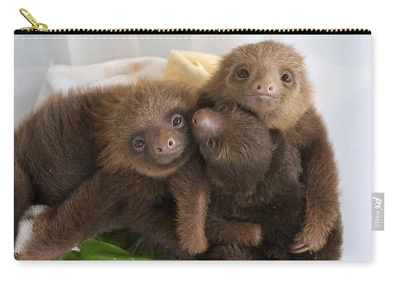 Mp Carry-all Pouch featuring the photograph Hoffmanns Two-toed Sloth Choloepus by Suzi Eszterhas