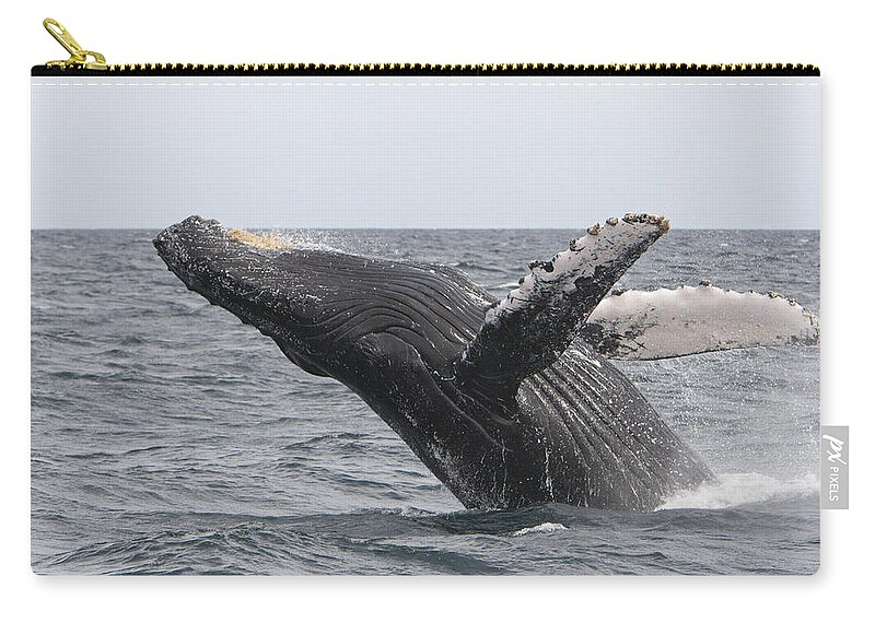 00448009 Zip Pouch featuring the photograph Humpback Whale Breaching Baja #1 by Suzi Eszterhas